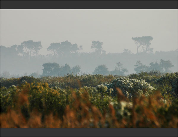 BLOG-DSC_1990-roseaux baccharis pins brume