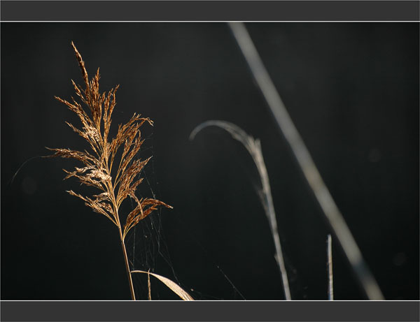 BLOG-DSC_1997-roseau et toiles araignée berge Leyre