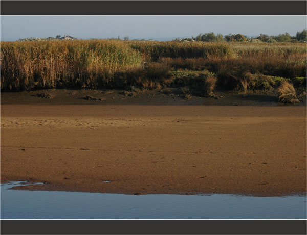 BLOG-DSC_2004-banc sable et roseaux Leyre
