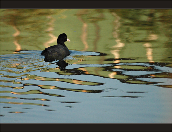 BLOG-DSC_1917-Foulque macroule et reflet cabane parc ornitho