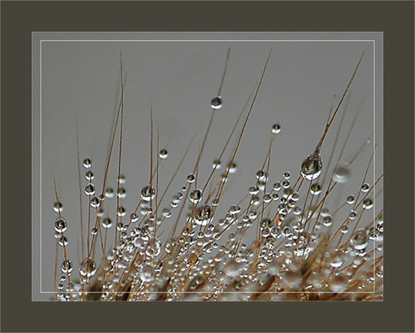 BLOG-DSC_2194-pluie sur graminée