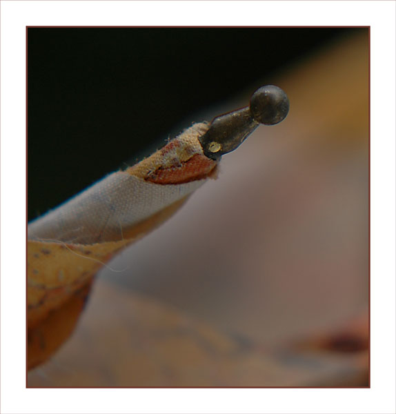 BLOG-DSC_2204-extrémité baleine parapluie