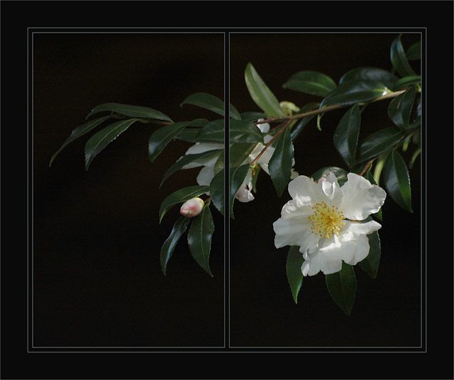 BLOG-DSC_2230-camélia 1-bouton et 2-fleur