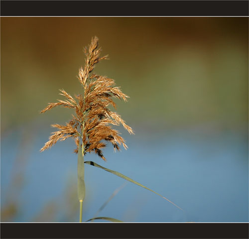 BLOG-DSC_2303-roseau et reflet cabane verte parc ornitho