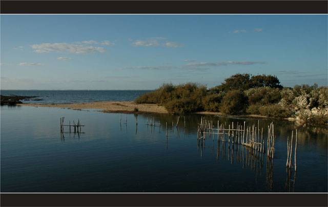 BLOG-DSC_2315-piquets leTeich et baccharis du sentier