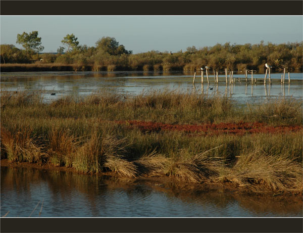 BLOG-DSC_2415-salicorne et piquets parcs