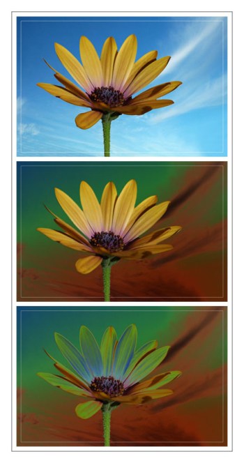 BLOG-DSC_5781-osteospermum  X3 couleur solar