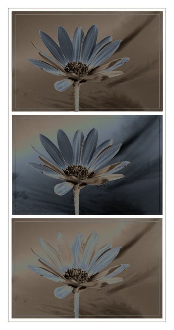 BLOG-DSC_5781-osteospermum  X3 sépia double solar -2