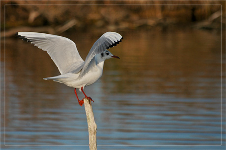 BLOG-DSC_6499-mouette sur piquet