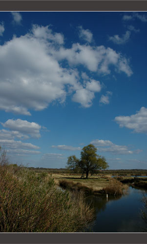 BLOG-DSC_8644-chêne et nuages plaines du Teich