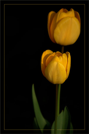 BLOG-DSC_8766-tulipes jaunes