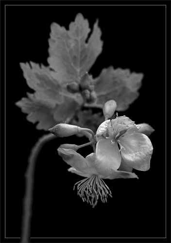 BLOG-DSC_8872-fleur port Barbotière N&B 2