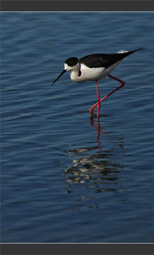 BLOG-DSC_9013-grande échasse