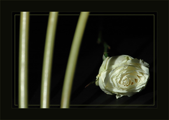 BLOG-DSC_2543-rose blanche fanée et chaise