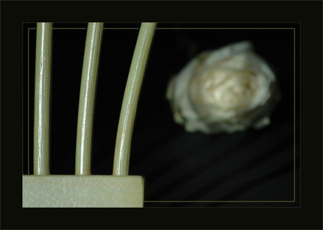 BLOG-DSC_2545-dossier chaise et rose blanche fanée