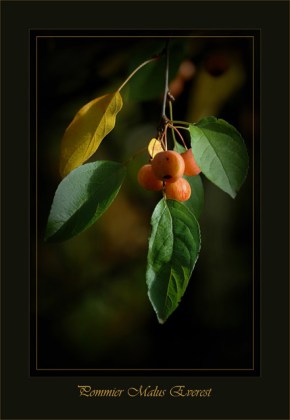 BLOG-DSC_2608-carte pommier malus everest BLOG-DSC_2608-carte pommier malus everest