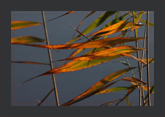 BLOG-DSC_2628-roseau dans éclaircie