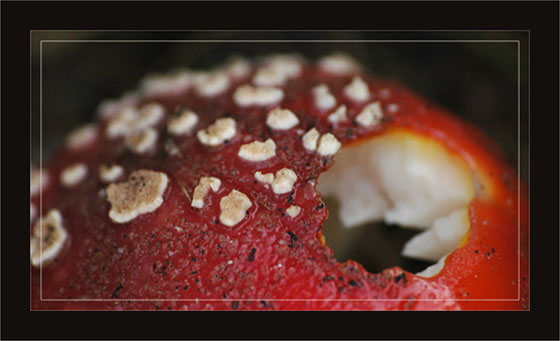 BLOG-DSC_2638-qui a croqué l'amanite