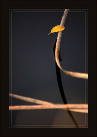 BLOG-DSC_2667-feuille jaune sur roseau eau étang BLOG-DSC_2667-feuille jaune sur roseau eau étang