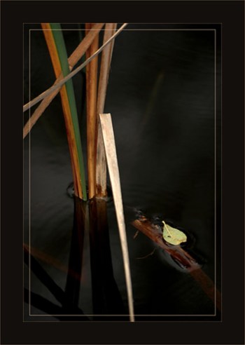 BLOG-DSC_2673-feuille sur roseau eau étang BLOG-DSC_2673-feuille sur roseau eau étang