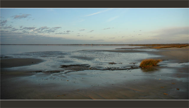 BLOG-DSC_2782-herbiers plage du Teich, face Audenge
