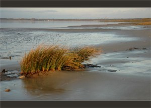BLOG-DSC_2783-herbiers plage du Teich, face Audenge