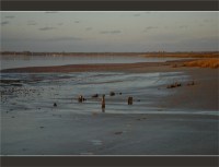 BLOG-DSC_2786-marée descendante herbiers plage du Teich