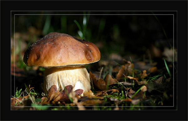 blog-dsc_5772-cepe-jardin 2008