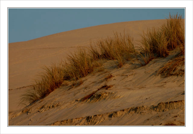 BLOG-DSC_3490-oyats Pyla lumière du soir