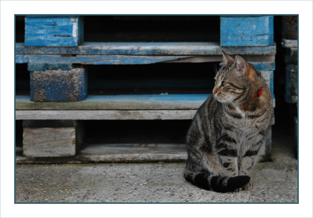 BLOG-DSC_4077-chatte tigrée et palettes bleues Larros