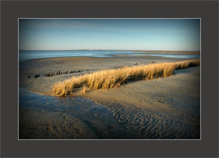 BLOG-DSC_4666-herbiers le Teich marée basse