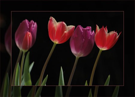 BLOG-DSC_5457-56-tulipes cadre imprimé2