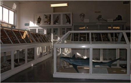 BLOG-DSC_5704-vitrine requin musée aquarium Arcachon