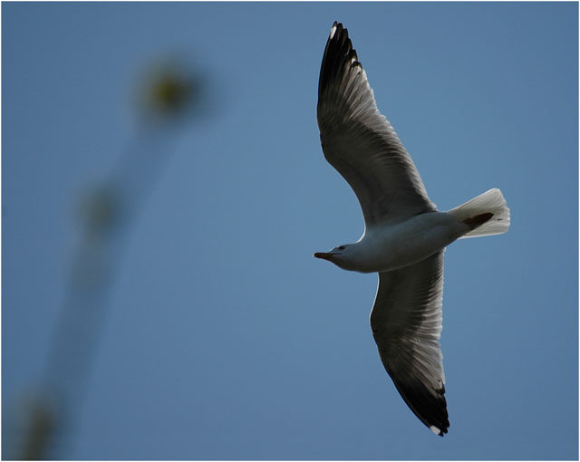 BLOG-DSC_5821-vol mouette