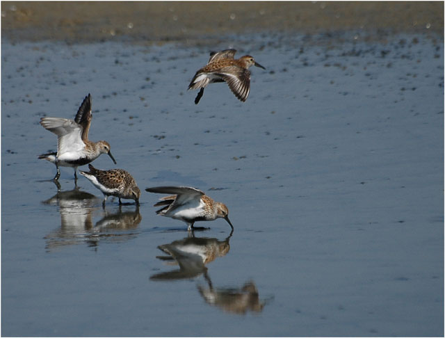 BLOG-DSC_5839-bécasseaux variables