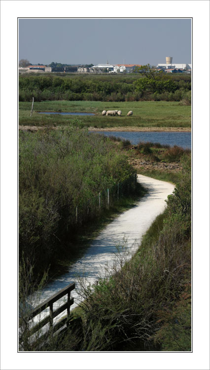 BLOG-DSC_5841-43-depuis poste Quancard, chemin, moutons, lycée de la mer et Couach