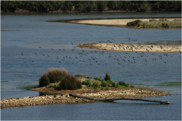 BLOG-DSC_5844-vol bécasseaux variables lagune Quancard le Teich