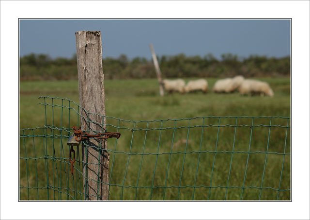 BLOG-DSC_5848-cloture et moutons