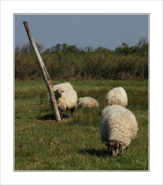 BLOG-DSC_5853-moutons et bergeronnette printanière