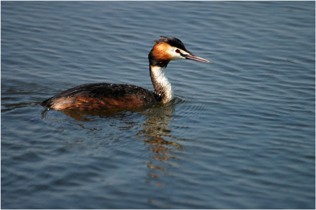 BLOG-DSC_5860-grèbe huppé