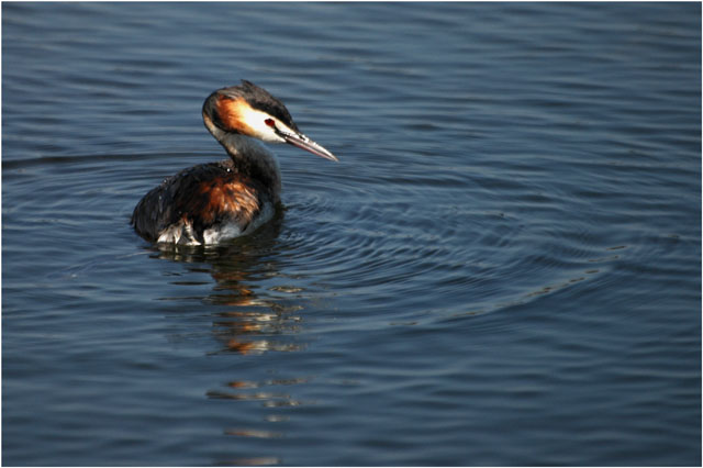 BLOG-DSC_5861-grèbe huppé 2