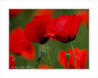 BLOG-DSC_2815-champ coquelicots