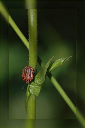 BLOG-DSC_6643-punaise arlequin - scutellaire rayée
