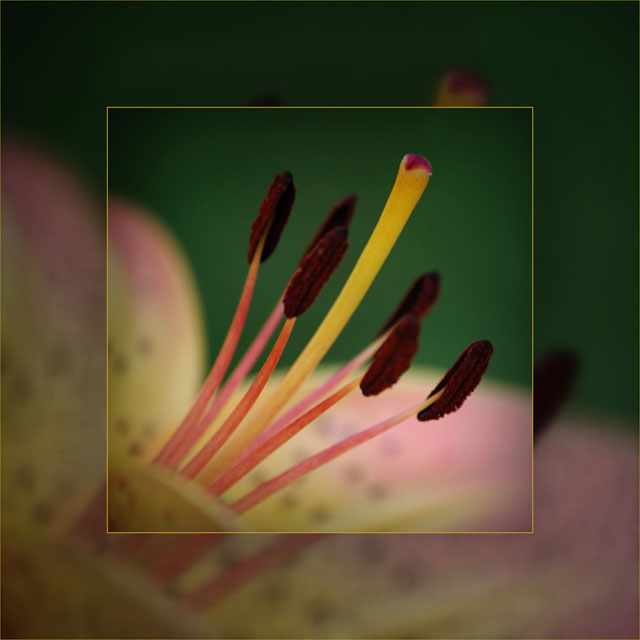 BLOG-DSC_7249-coeur de lys 2 cadre postérisé flou