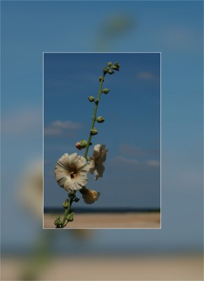 BLOG-DSC_7381-carte rose trémière et rivage du Canal