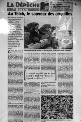 au-teich-le-sauveur-des-anguilles-lddb-17-au-23-mai-2012