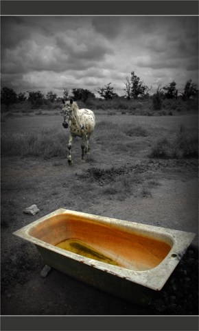 BLOG-DSC_8169-cheval et baignoire abreuvoir plaines du Teich