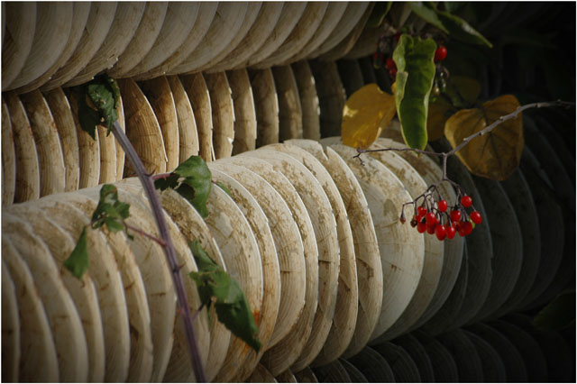 BLOG-DSC_9048-collecteurs à lamelle et baies rouges