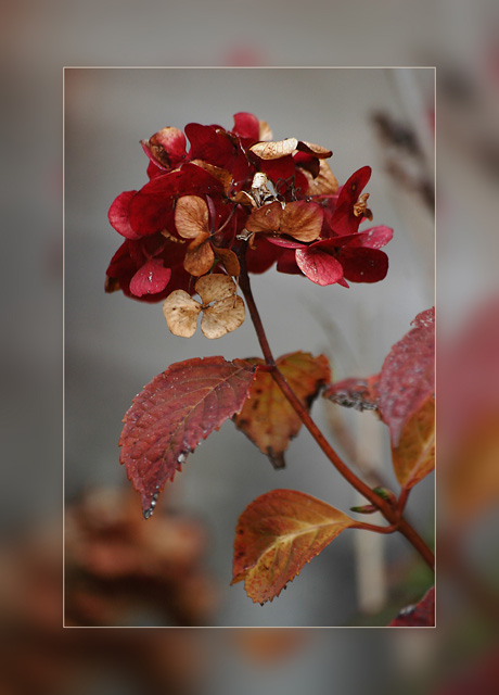BLOG-DSC_0641-hortensia église cadre imprimé