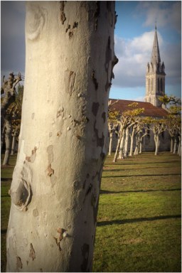 BLOG-DSC_1136-tronc platane et église Audenge Automne